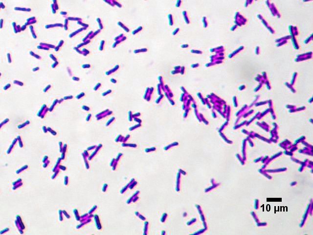 Men vi sinh Bacillus Subtilis