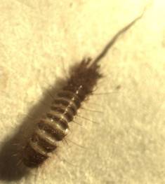 Koojed obecn - larva