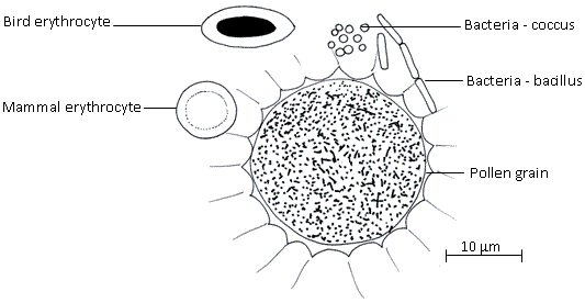 Fig.