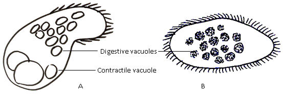 Fig.