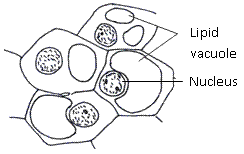 fig.