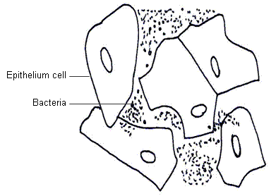 fig.