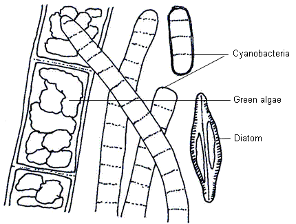 fig.
