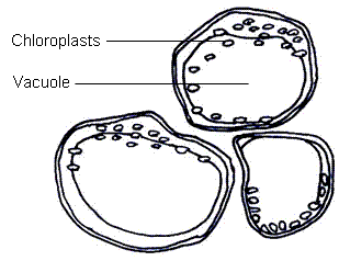fig.