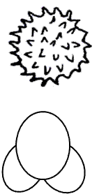fig.