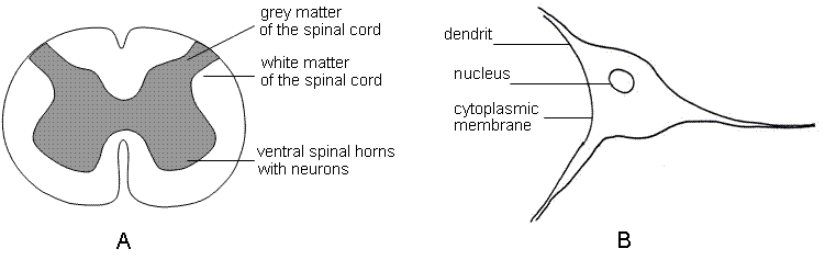 fig.
