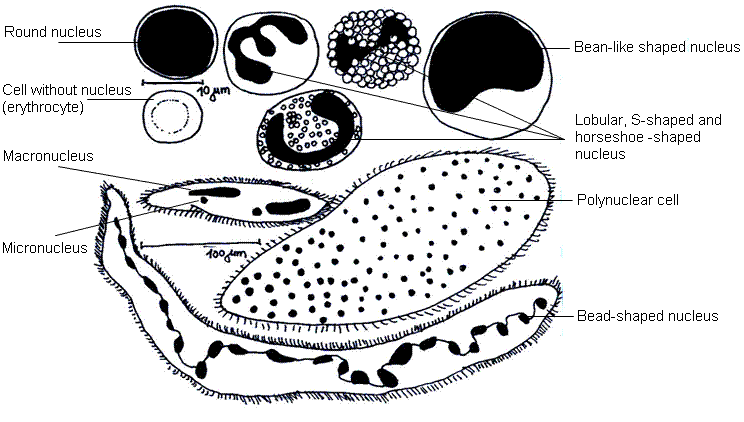 fig.