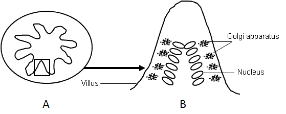fig.
