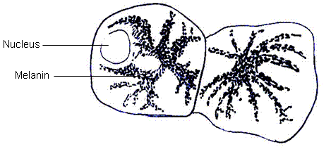 fig.