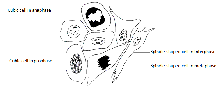 fig.