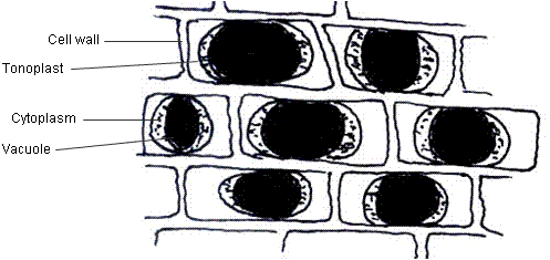 fig.