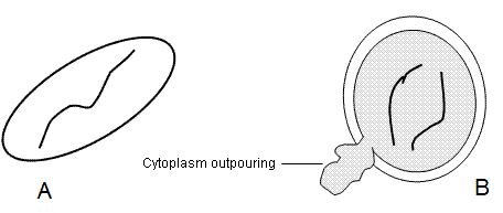 fig.