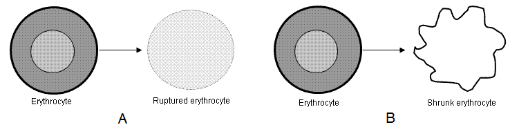fig.