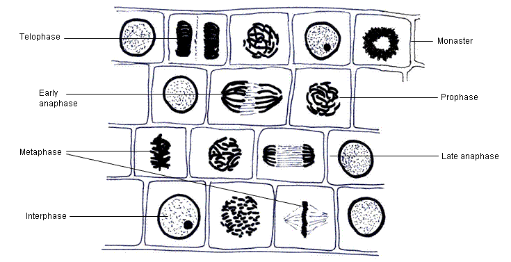 fig.
