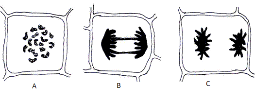 fig.