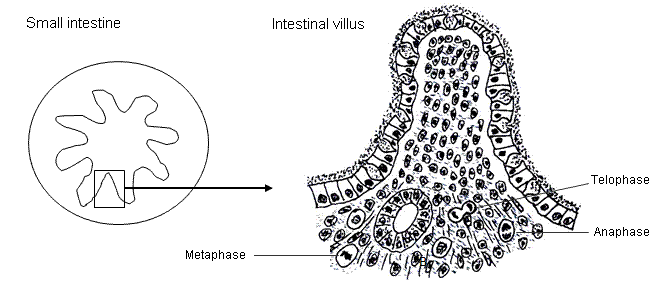 fig.