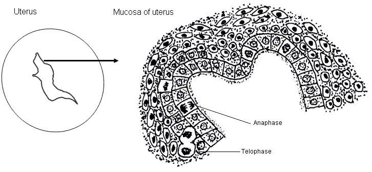 fig.