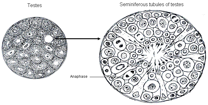 fig.