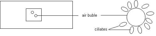 fig.