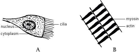 fig.