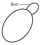 fig.