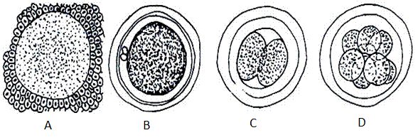 fig.