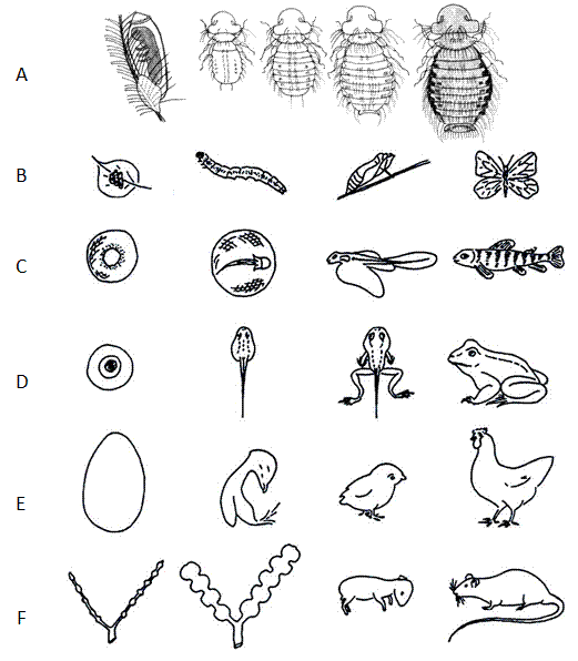fig.