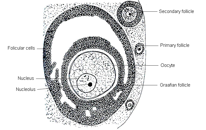 fig.