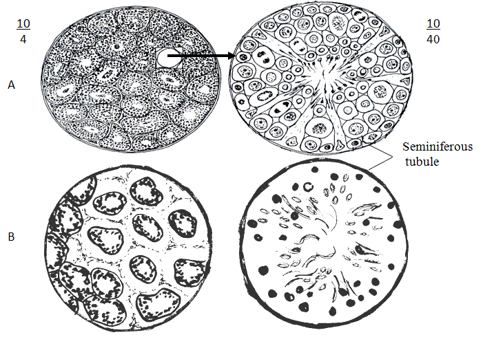 fig.