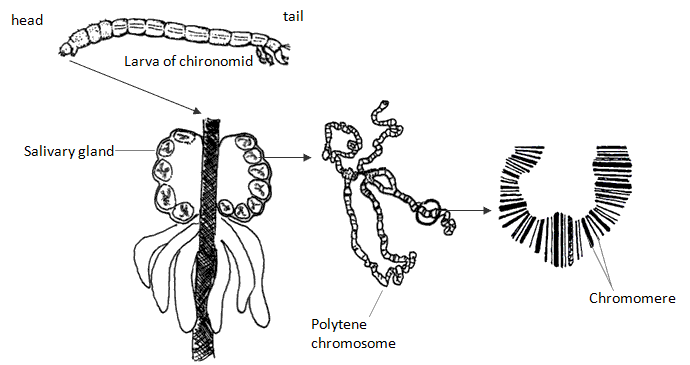 fig.
