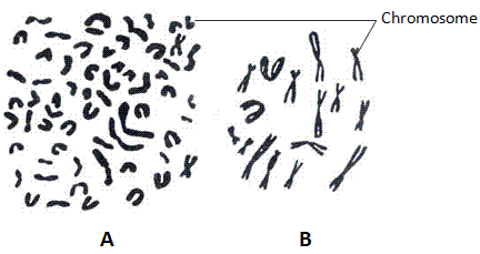 fig.