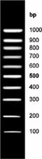 DNA ladder