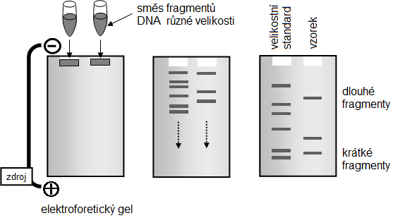 elektroforéza