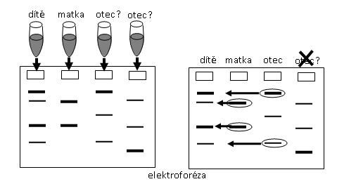 obr.