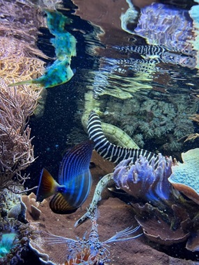 Obrázek 5: Muréna hvězdovitá (Echidna nebulosa) a muréna zebrovaná (Gymnomuraena zebra) zachycené při lapání kořisti v podobě malých rybek u hladiny akvária 