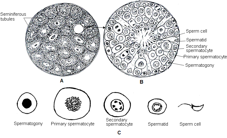 fig.