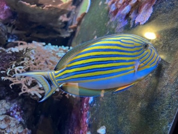 Obrázek 7: Bodlok proužkovaný (Acanthurus lineatus) zachycen při okusování makrořas v akváriu. 