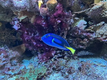 Bodlok pestrý (Paracanthurus hepatus)