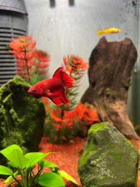 Bojovnice pestrá (<i>Betta splendens</i>)