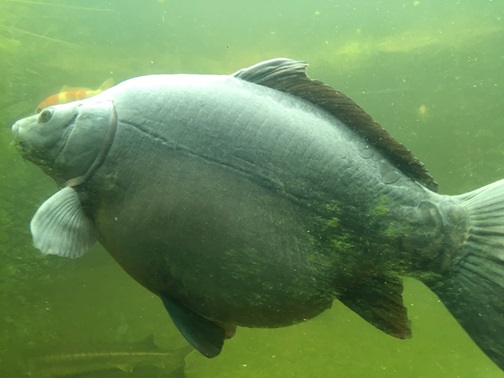 Obrázek 4: Postranní čára u kapra obecného lysce (Cyprinus carpio)