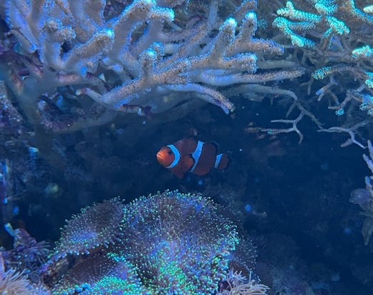 Klaun očkatý (Amphiprion ocellaris)