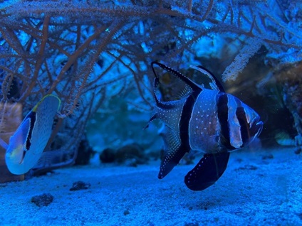 Parmovec skvělý (Pterapogon kauderni)