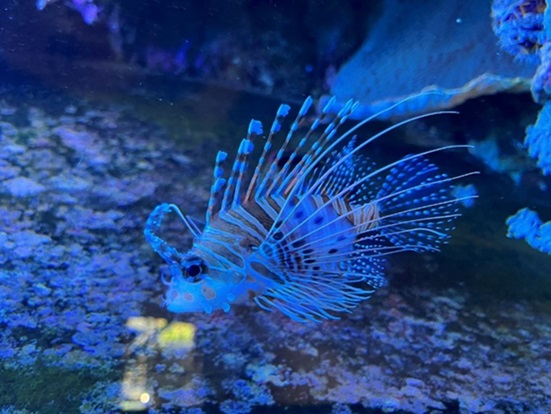 Perutýn  ohnivý (Pterois volitans)