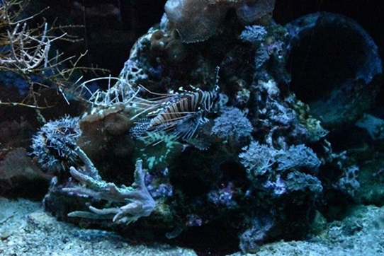 Perutýn  ohnivý (Pterois volitans)