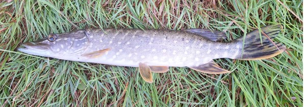 Štika obecná  (<i>Esox lucius</i>)