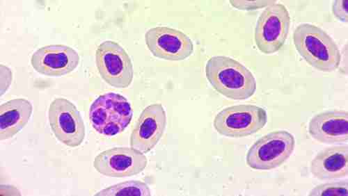 Jadern erytrocyty a granulocyt