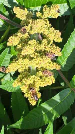 Sbr pylu a nektaru