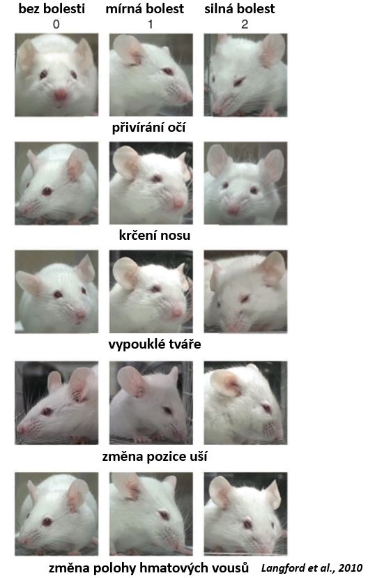 Jak poznat myši hnizdo?