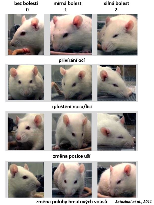 Jak dlouho žije laboratorní potkan?