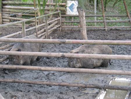  7 odst. 1 zkona: Chov zve  v zajet  je mon  jen se  souhlasem orgnu sttn sprvy  myslivosti. K dosti o  udlen souhlasu pedkld adatel  vyjden  veterinrnch  orgn a  orgn  na ochranu zvat proti trn k navrhovanm podmnkm chovu. Za chov zve v zajet  se nepovauje  krotk  chov  nebo polodivok  chov zve provdn  pro ely  zazvovn  honiteb,  pe o  zrannou zv provdn  uivatelem honitby  po nezbytnou  dobu, zchrann chovy a stanice  potebn  pe  o  zrann  ivoichy  zizovan  podle pedpis o  ochran prody.
